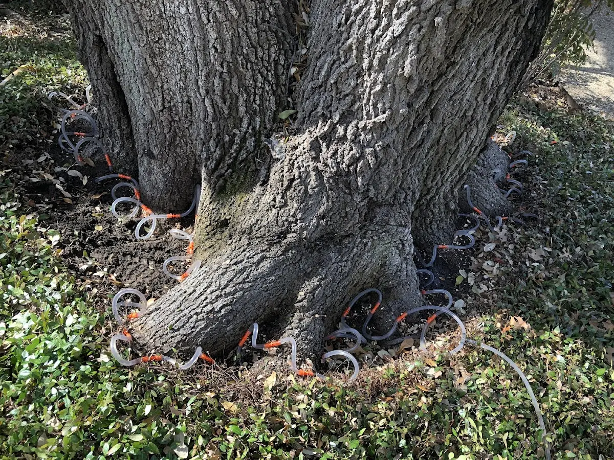 Detailed Tree Cabling and Bracing job site in Purdys