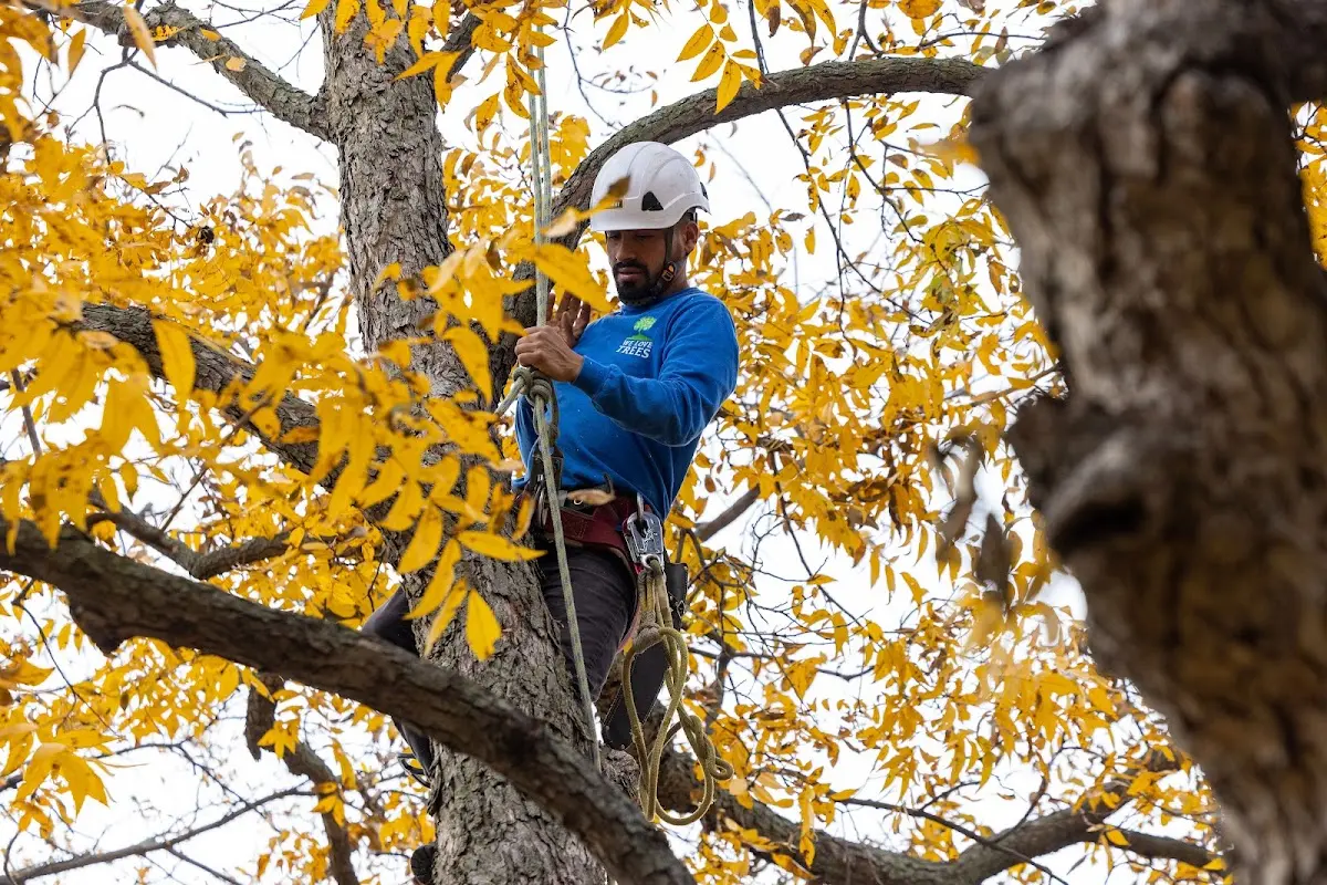 Skilled Tree Trimming crew working in Purdys